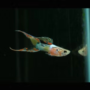 一口气买了3000条孔雀鱼,买了7条孔雀鱼第一天就死一条