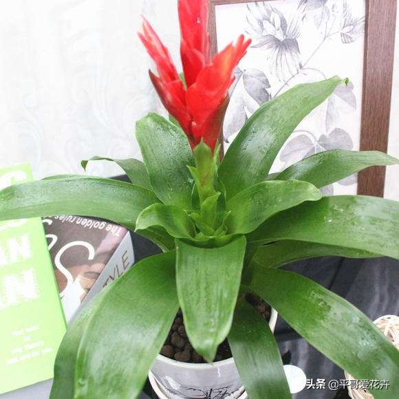 植物降温用什么药,植物降温