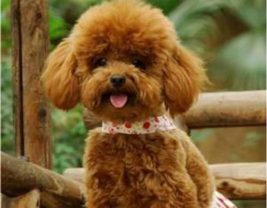 贵宾犬喂养幼犬的注意事项,怎样喂养宠物贵宾犬不得神经炎