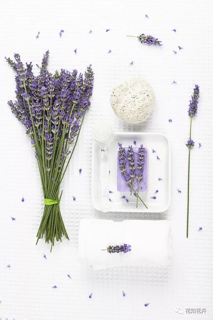 薰衣草真假精油的鉴别方法,熏衣草干花真假辨别