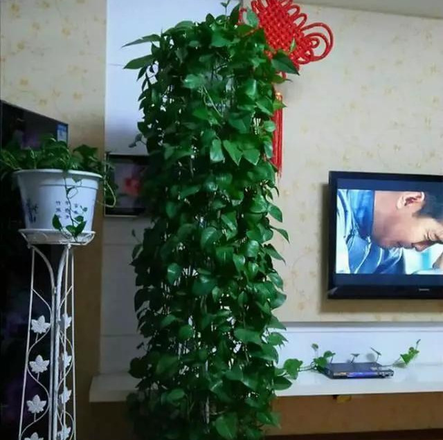 绿萝怎么样做才能好看呢,绿萝如何造型比较好看