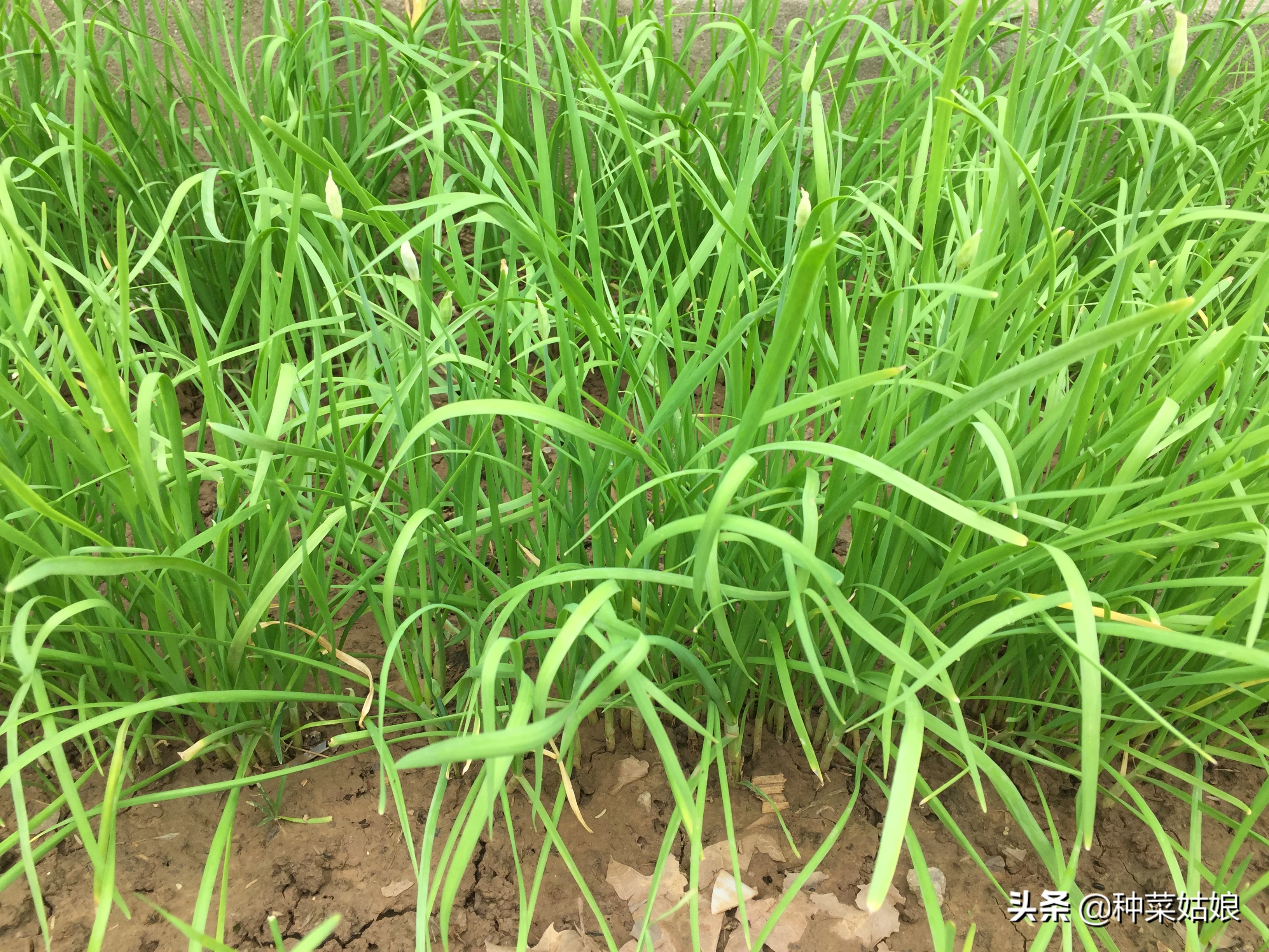 韭菜直接种好还是出苗后再栽好,种韭菜定植四项要点