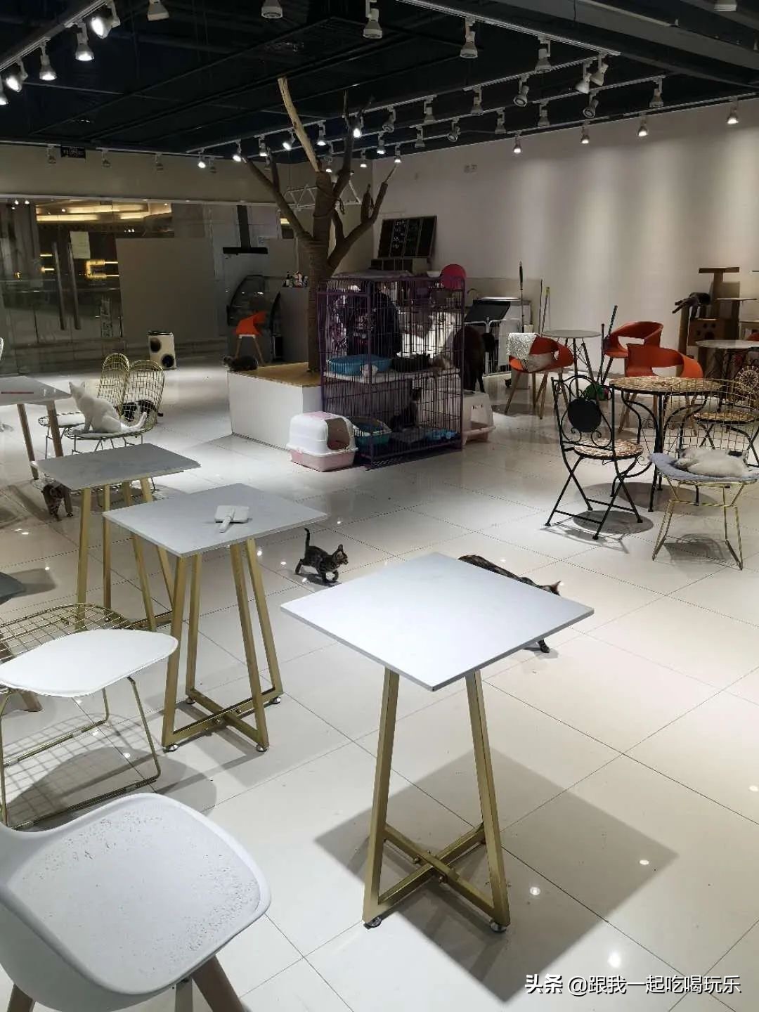 猫咖和羊驼咖,猫咖可以和什么结合在一起