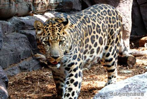 野生豹子战斗力,最厉害的野生豹子