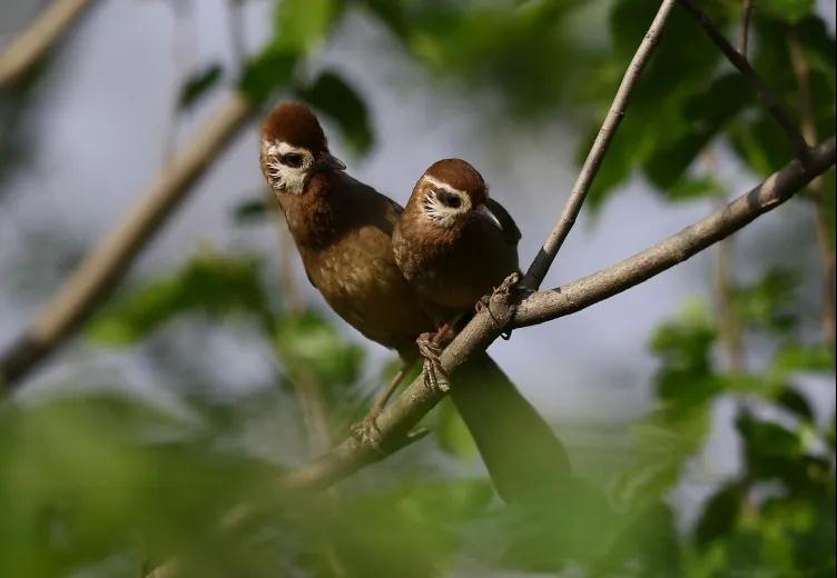 全国林草生物多样性保护成就展,林业生物多样性保护