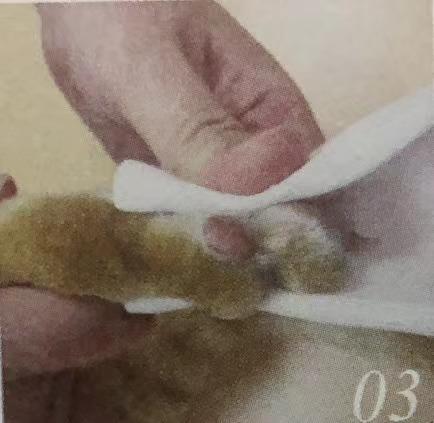 猫咪意外急救法,猫咪尾巴受伤怎么处理伤口