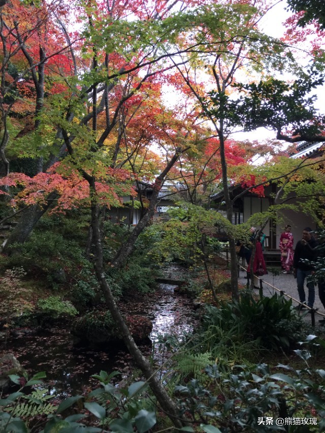 几月去日本看枫叶好,什么时候去日本看枫叶最好