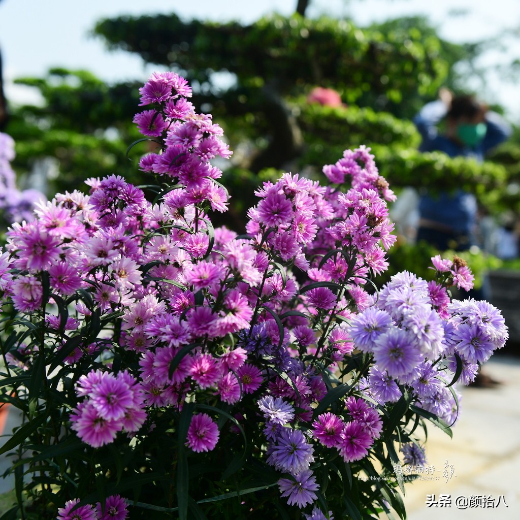 扶不起的绿植,扶不起的绿植视频