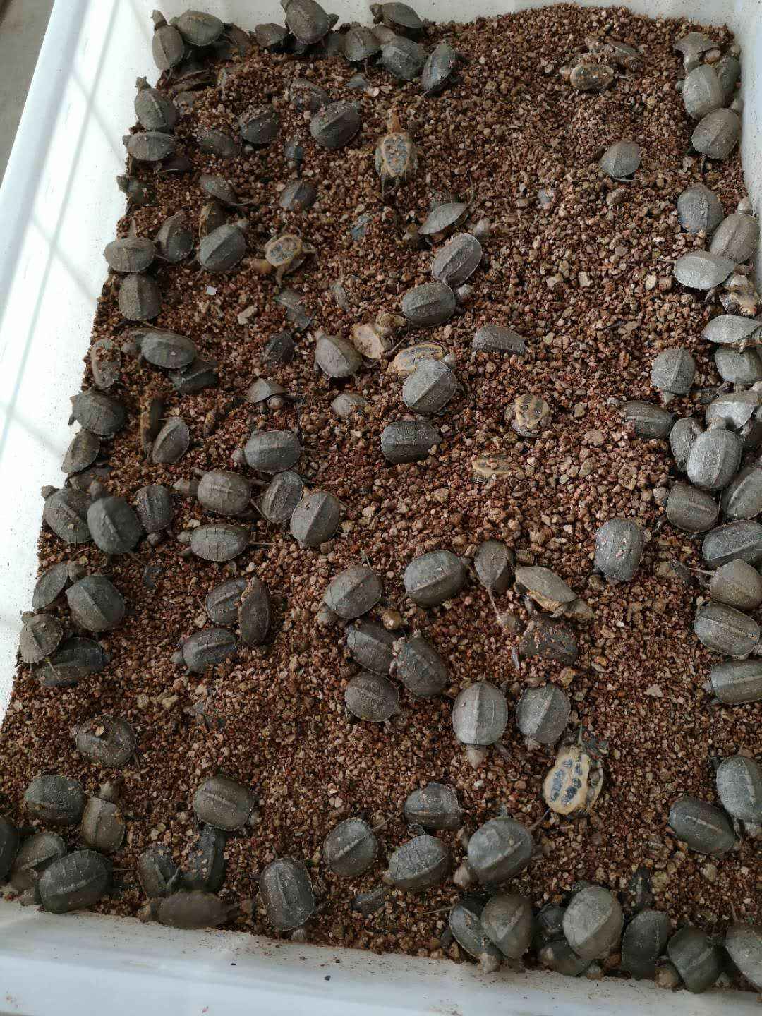 饲养龟苗要用加热棒还是保温箱,龟苗高水位饲养还是低水位饲养