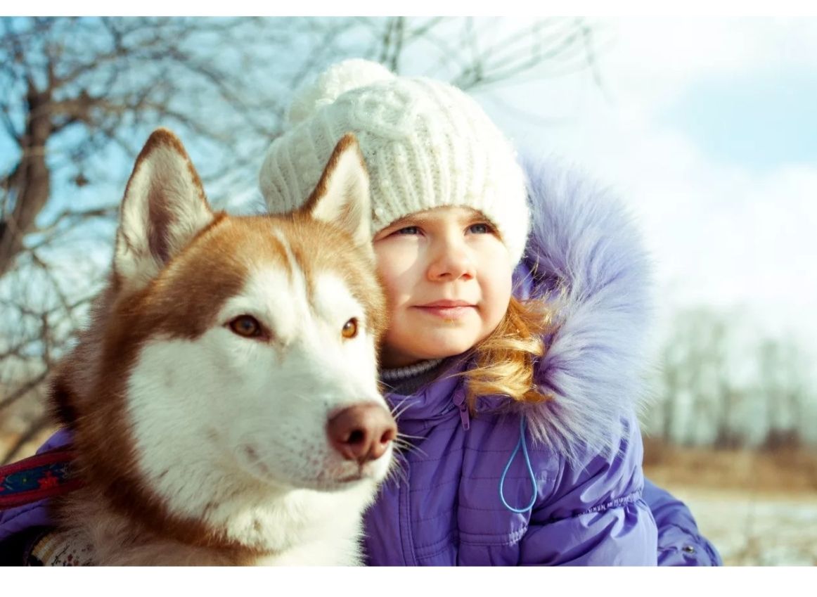西伯利亚的雪橇犬哈士奇,西伯利亚哈士奇雪橇犬