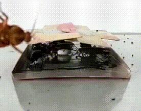 家里蟑螂多用什么方法灭蝇效果好,除蟑螂家用灭蟑神器