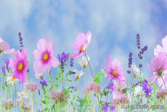 云对雨雪对风声律启蒙完整,声律启蒙晚照晴空翻译