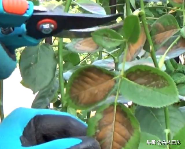 对付月季最常见的叶枯病，教你两招！