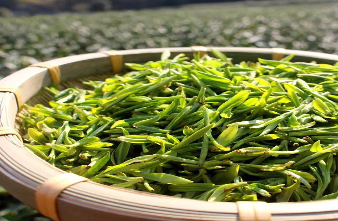 临海蟠毫精品绿茶价格表,临海蟠毫茶叶价格