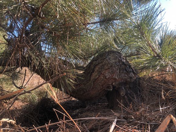 精品黑松盆景大全,精品黑松盆景欣赏