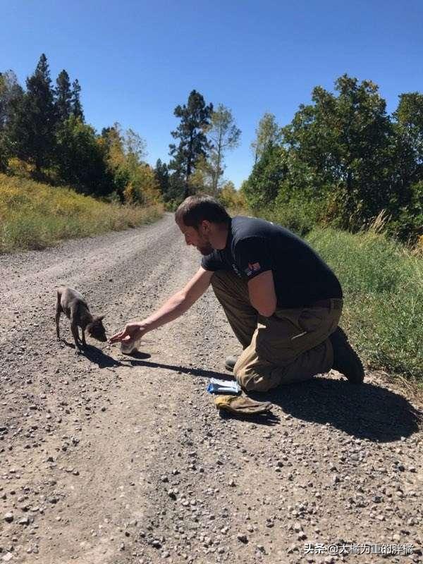 小狗肋骨断了后趴在路上不能移动，夫妻下车救助它，如今备受宠爱