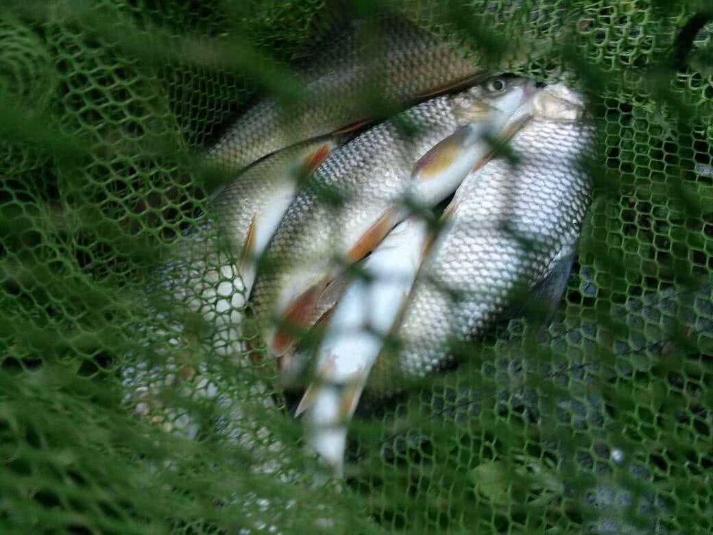 盘车冲钓赤尾,盘车冲钓青尾鲴