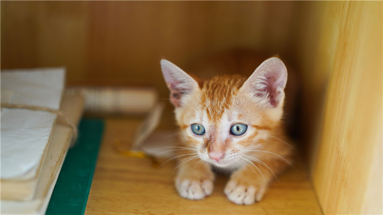 家里有人不喜欢猫咪怎么办 (8种方法让猫咪亲近你)