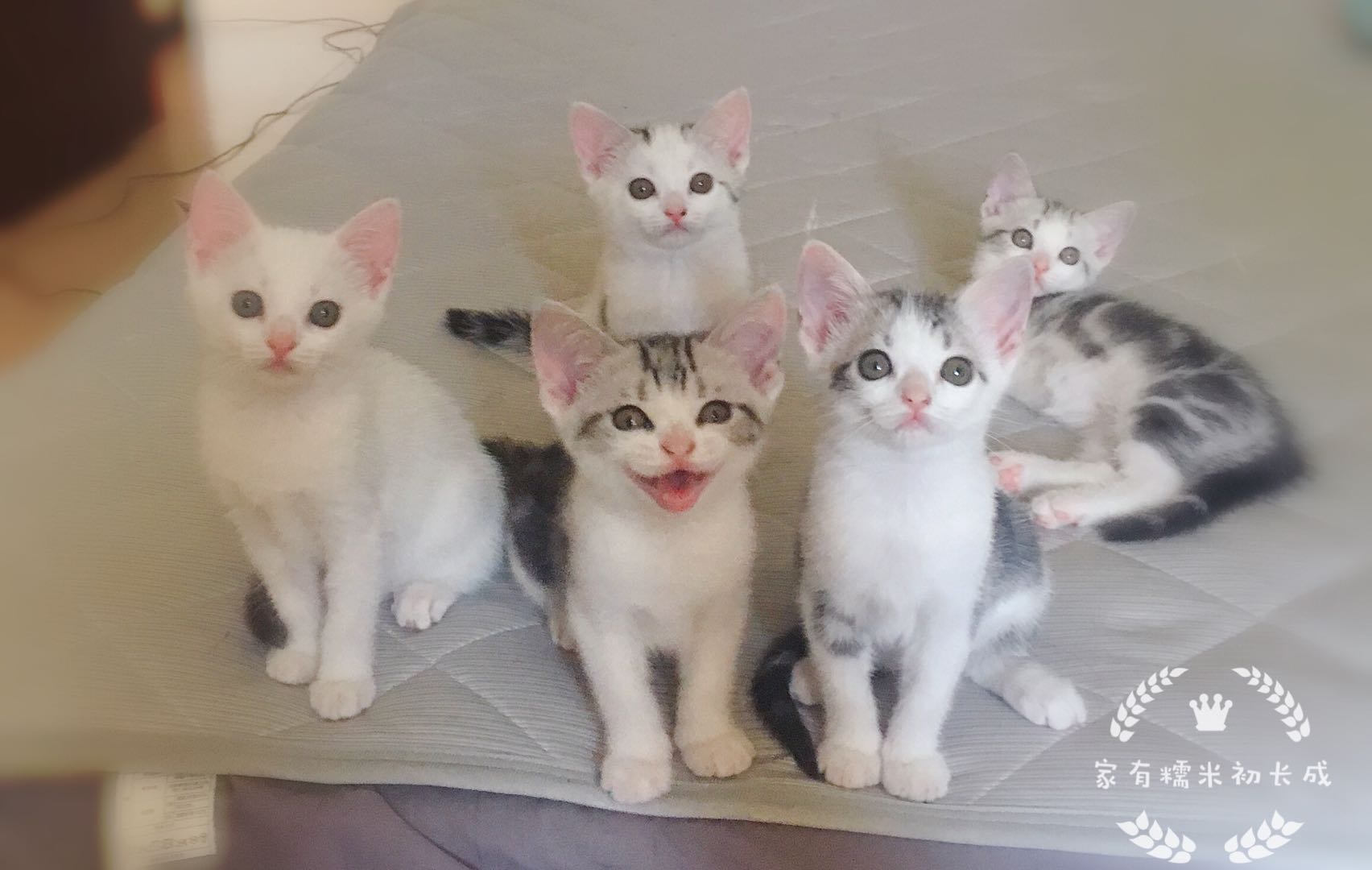 猫咪生病的12种表现铲屎官必知,铲屎官注意猫咪这个部位也需护理