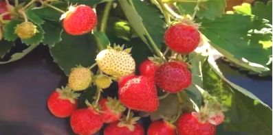 福建草莓露天种植全过程,露天草莓种植管理技术和方法