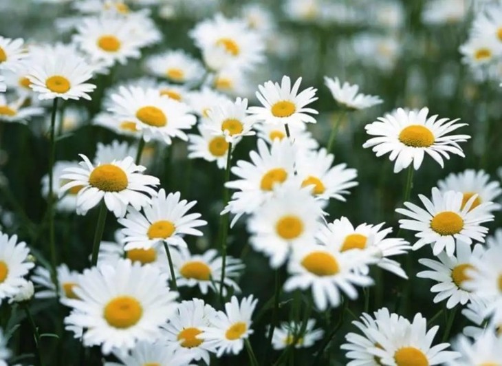 海藻保湿凝胶怎么用,海藻凝胶的正确使用方法