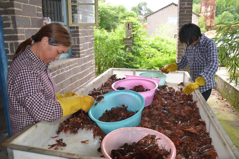 龙虾店每天营业额,岳阳每天龙虾价