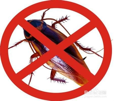 蟑螂怕什么怎样驱赶蟑螂最有效,蟑螂怎么消灭最彻底蟑螂习性