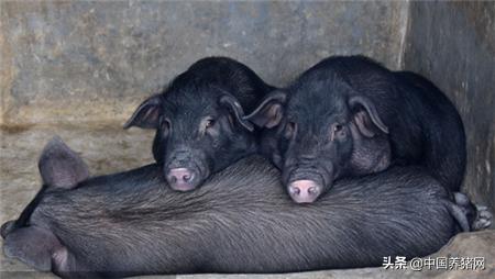 无疫苗,猪场不稳定的时候能打疫苗吗