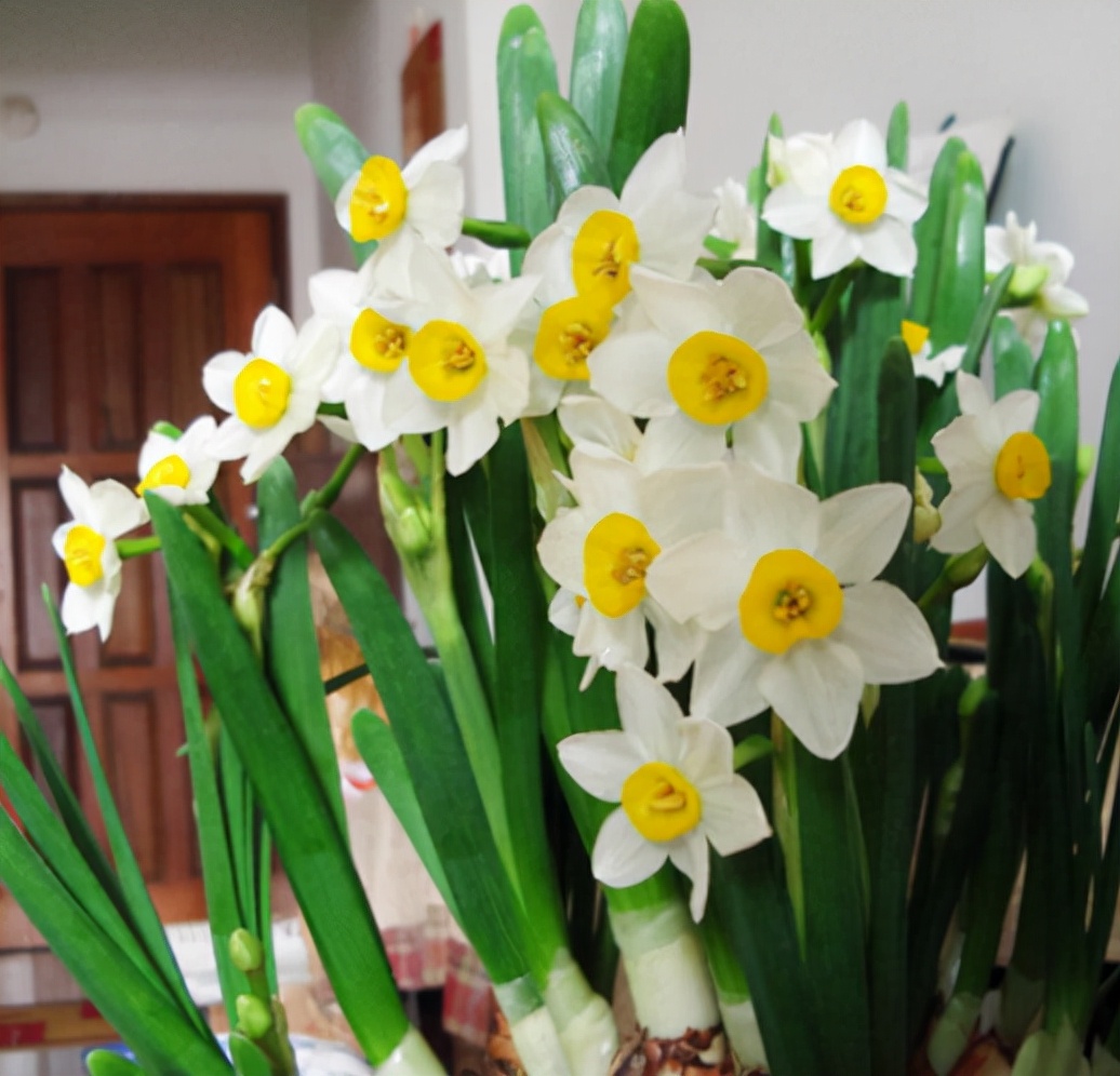 水仙花叶子怎么去矮化,水仙花矮化时间过长会影响生长吗