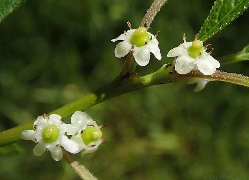 舍不得买鲜花,北美冬青如何组合盆栽
