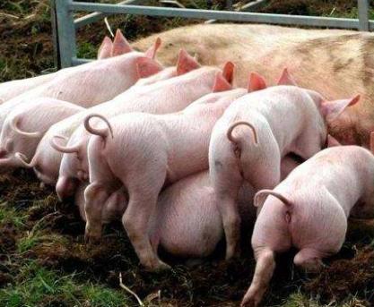 初产母猪缺乳怎么回事,母猪产后缺乳