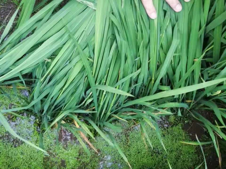 尿素怎么用树木吸收最快,尿素怎么才能被植物利用