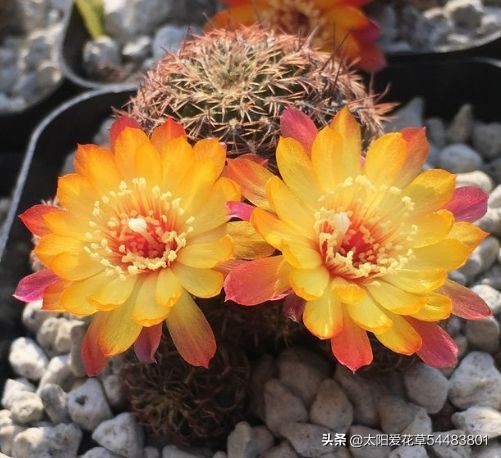 夏天雨水较多，仙人球烂根了怎么办？