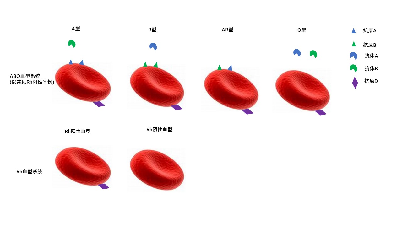 父母血型与孩子血型对照表是什么,如何通过父母血型预测子女血型