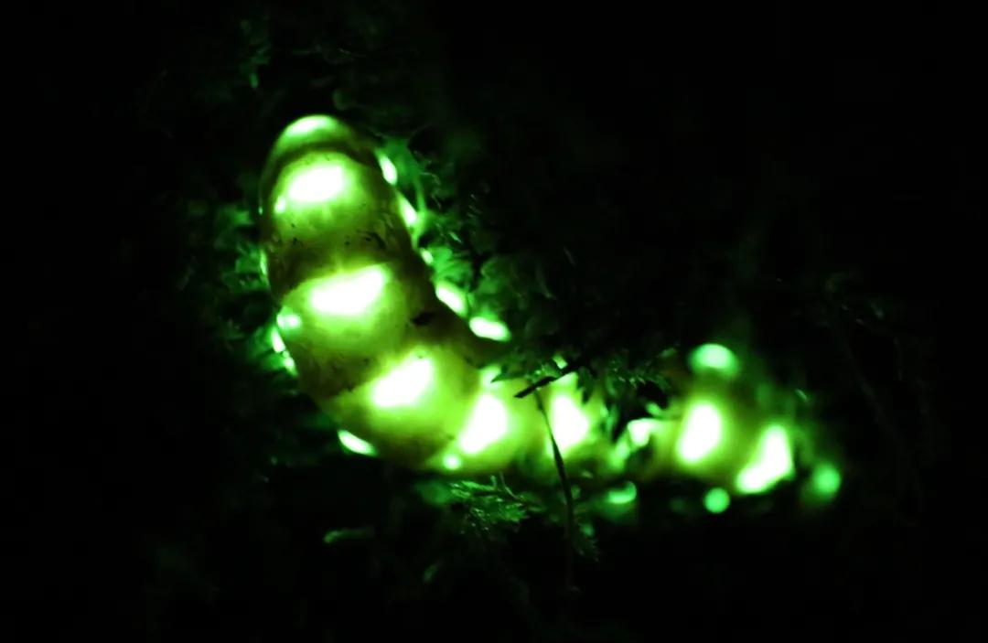 5cm长的萤火虫,通体发光的萤火虫