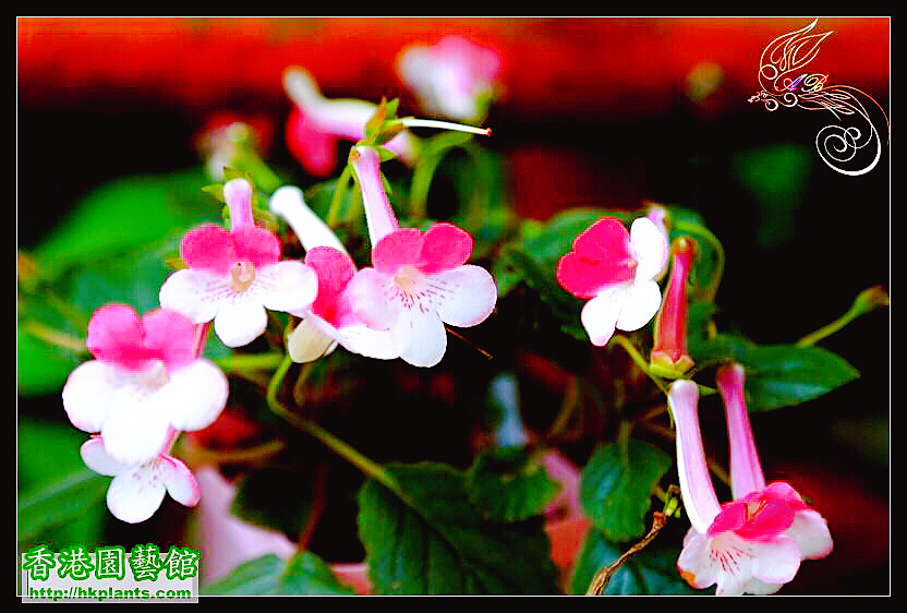 非洲紫罗兰盆栽,紫罗兰花卉盆栽图片