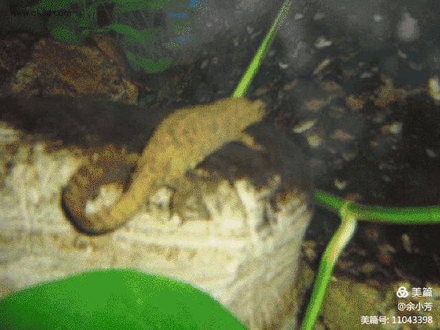 上海野生昆虫馆,上海昆虫馆门票多少