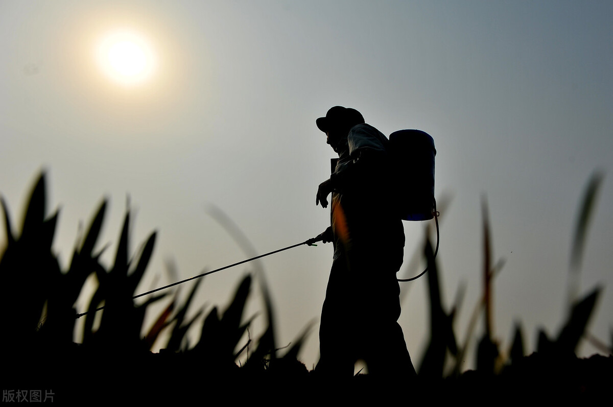 有机蔬菜比普通蔬菜贵多少,自己种的纯天然无公害的有机蔬菜