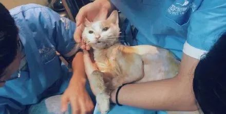 猫跳楼摔不死,猫咪跳楼真的摔不死吗