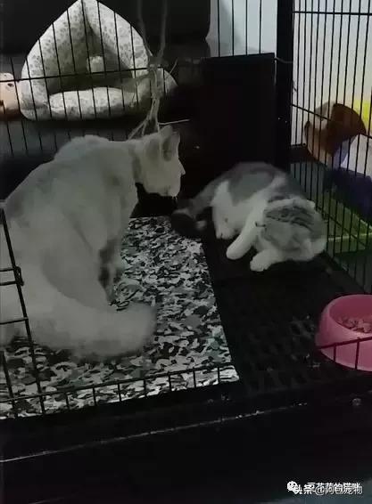 治疗猫癣最好的方法,治疗猫癣的最快的办法