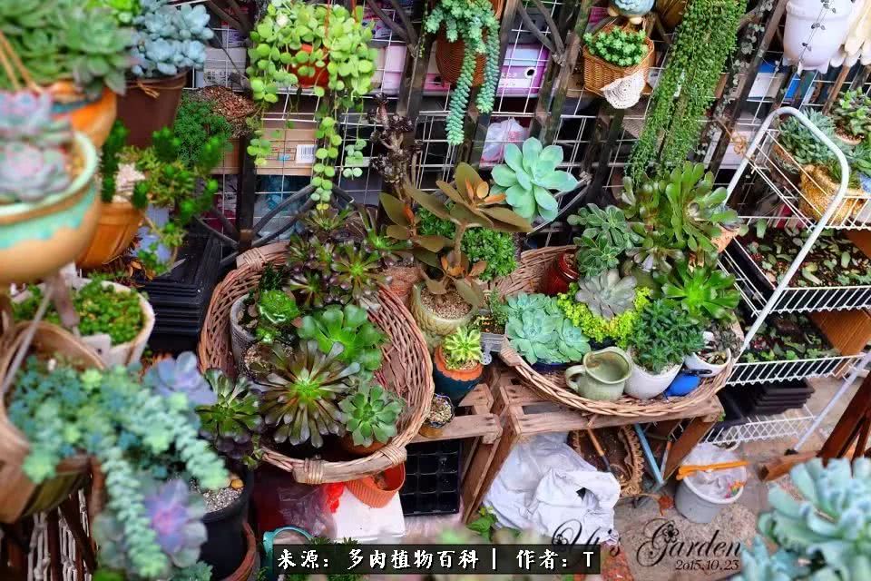 多肉还可以这样玩(上):八年养肉路剪影!