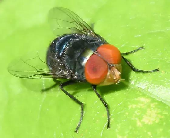 处理厨余垃圾的虫子,可以清理厨余垃圾的虫子