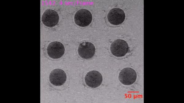 人类首次拍到卵细胞,精子和卵子结合为什么闪光