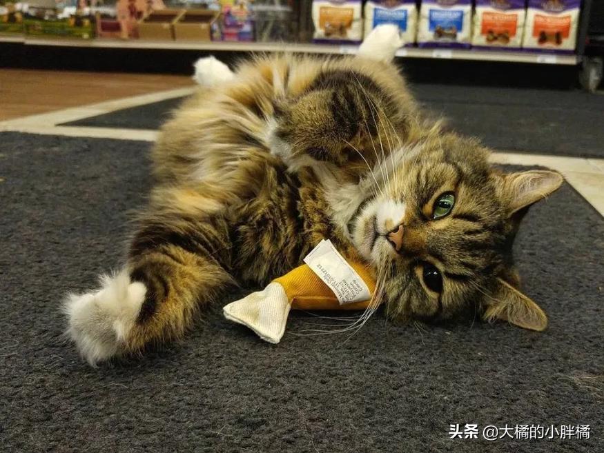流浪猫站在宠物店门口不肯离去,流浪猫站在宠物店门口