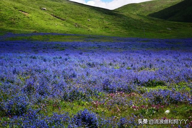 年保玉则现在开放了吗,年保玉则为啥被封