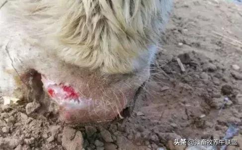 口蹄疫牛病全群爆发几天能过去,养牛口蹄疫最佳治疗方法药物