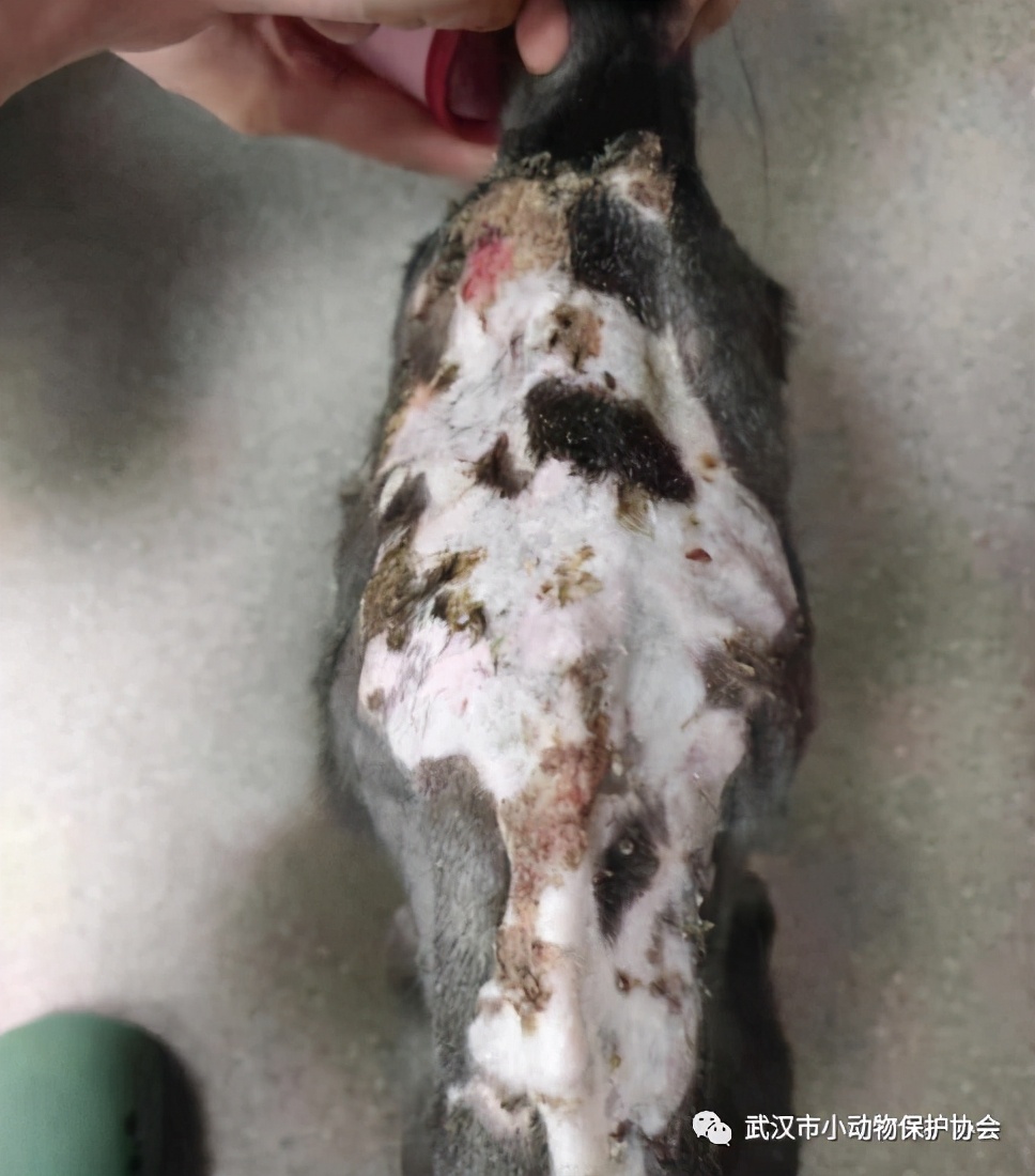 背部烫伤伤口发白是溃烂吗,眼睛被开水烫伤过容易得什么炎症