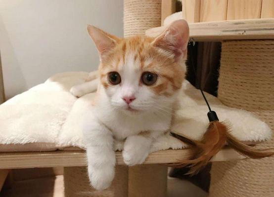 后院猫舍领养猫,养猫后院