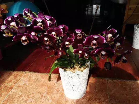 开花时间最长最香最好养的兰花,一年四季开花的兰花有几种