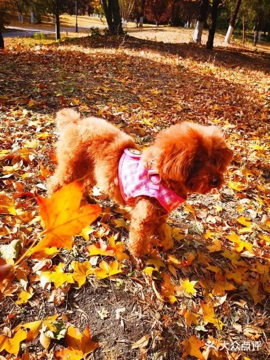 北京可以带宠物好玩的地方,北京宠物公园